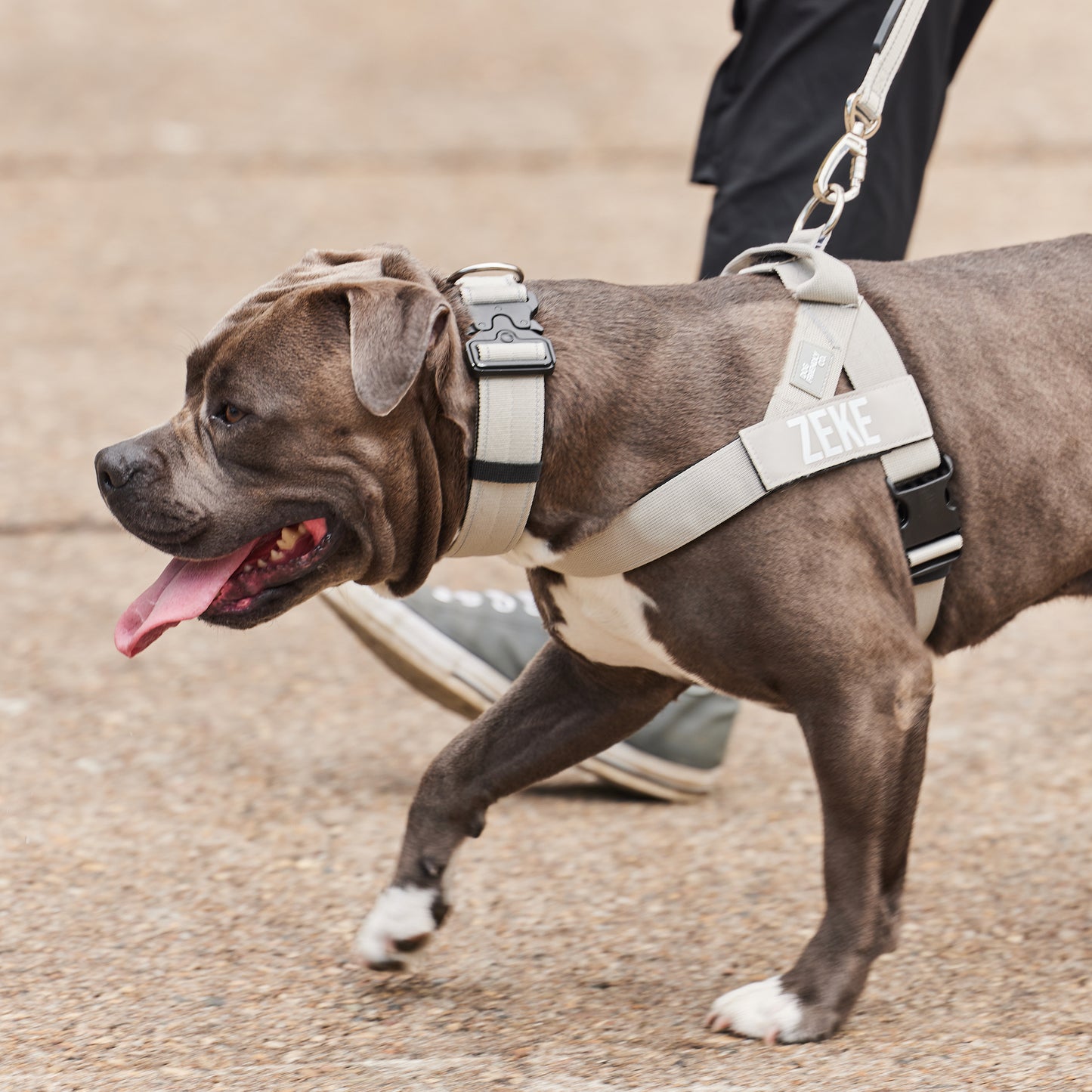 Walk#002 Harness