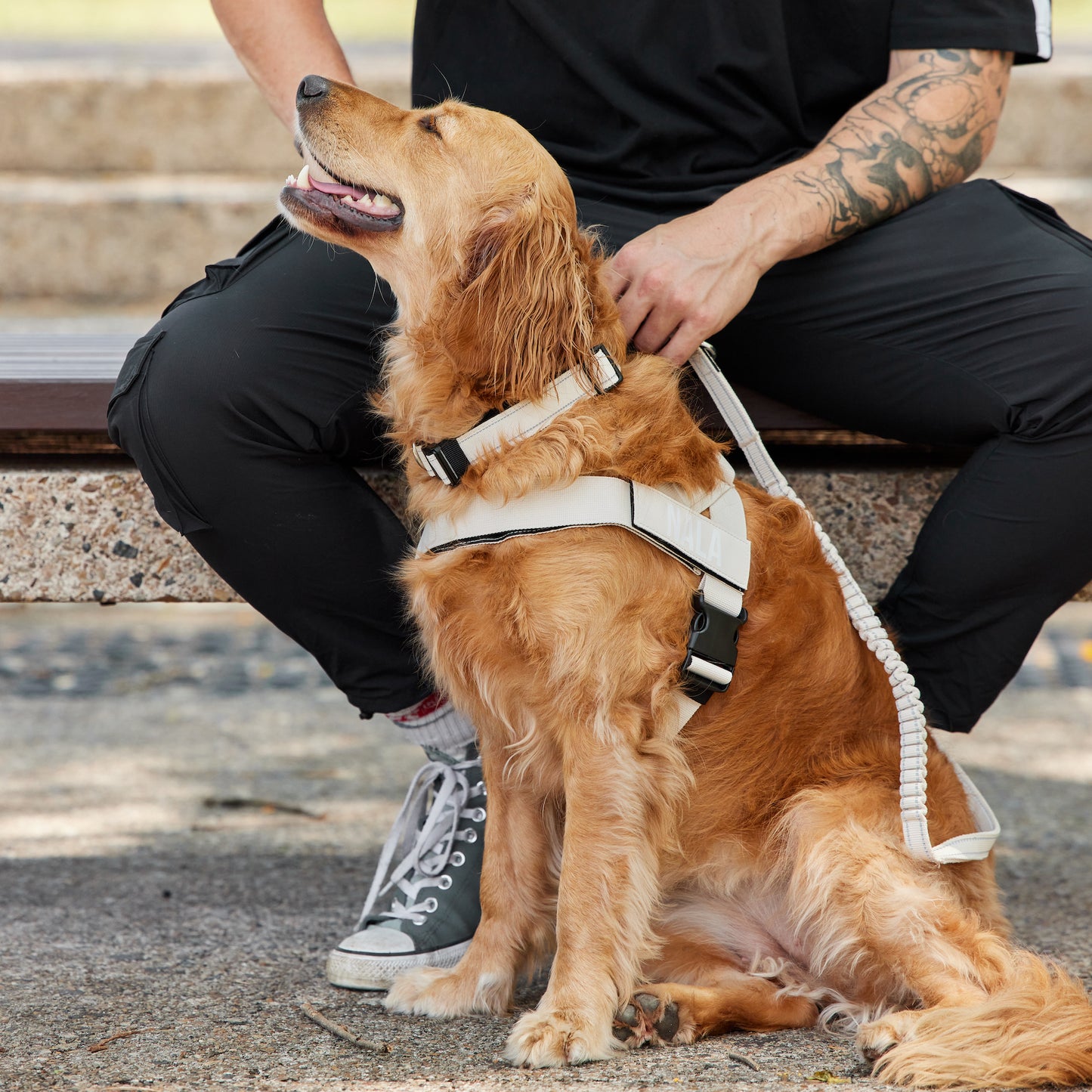 Walk#002 Harness