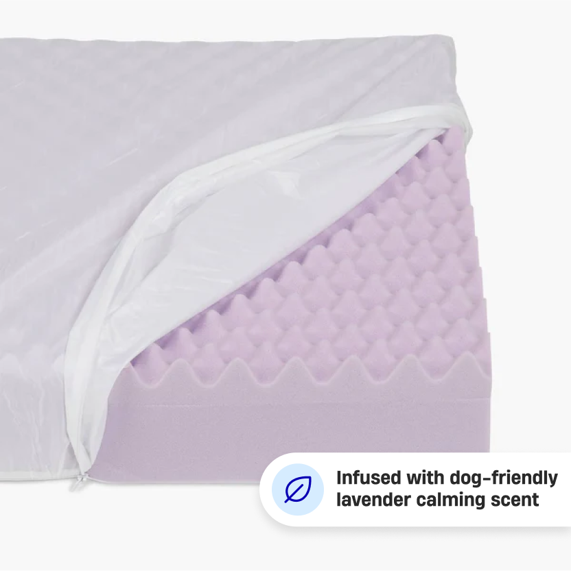 Premium Orthopedic Memory Foam Dog Bed - Champagne (Medium)