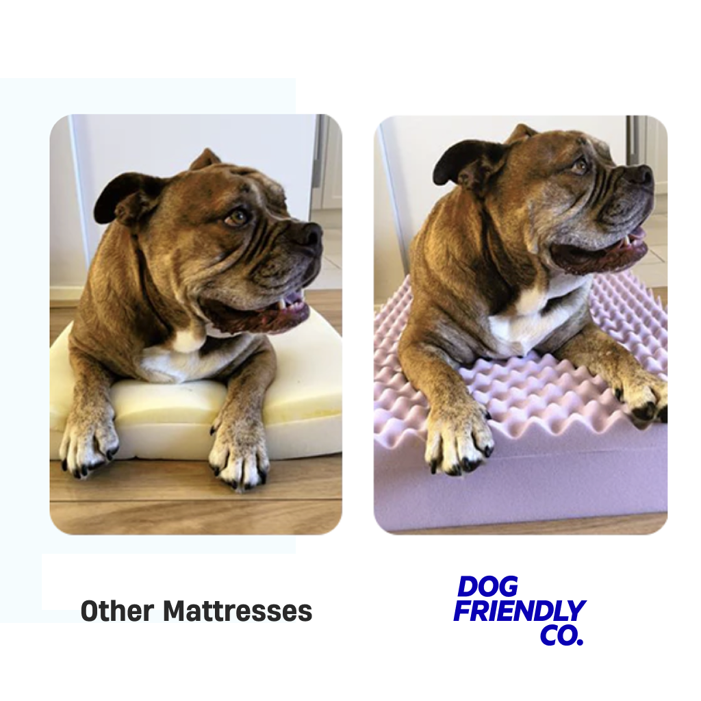 Premium Orthopädisches Memory-Schaum Hundebett - Anthrazit (Groß)