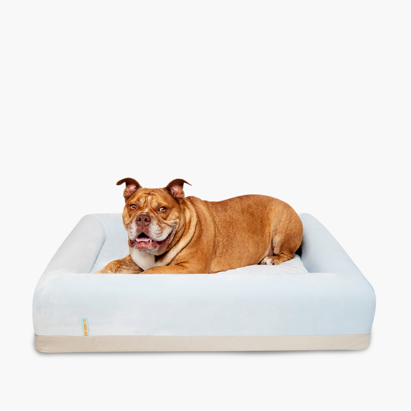 Premium Orthopädisches Memory-Schaum Hundebett - Himmelblau (Medium)