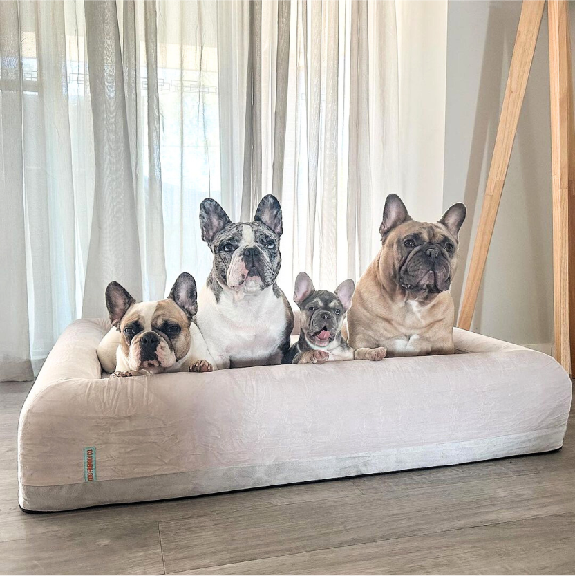 Premium Orthopedic Memory Foam Dog Bed - Champagne (Medium)