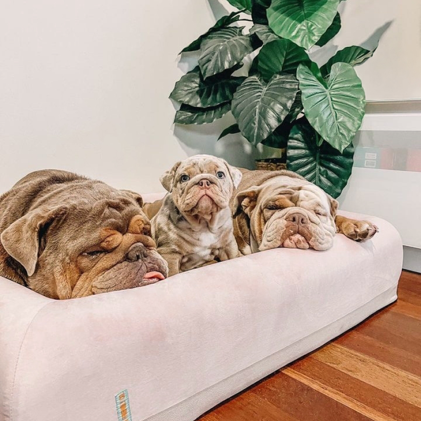 Premium Orthopädisches Memory-Schaum Hundebett - Rosa (Medium)