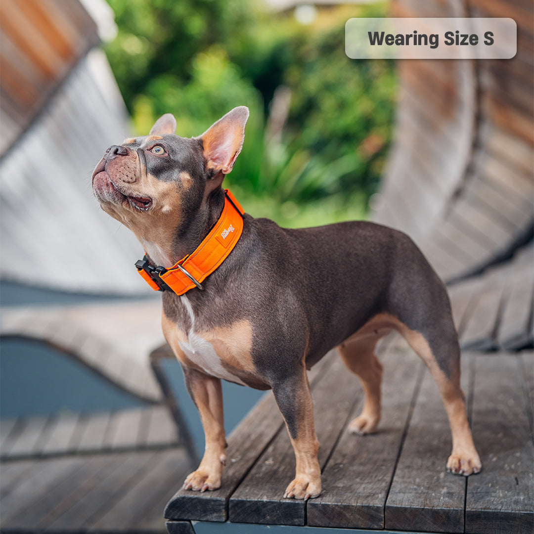 Halsband-Set für Spaziergänge - Signalorange