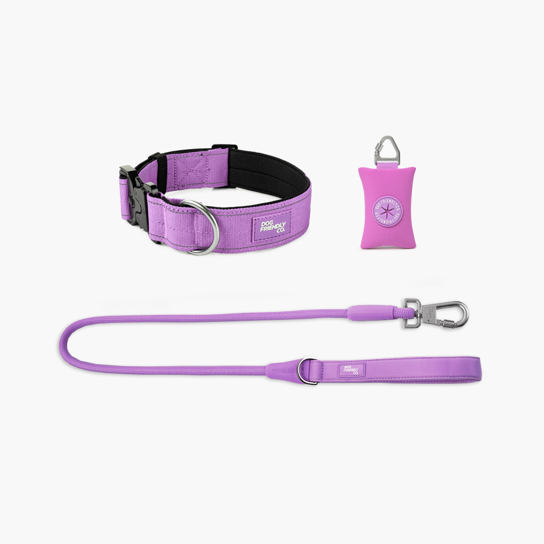Halsband-Set für Spaziergänge - Lila