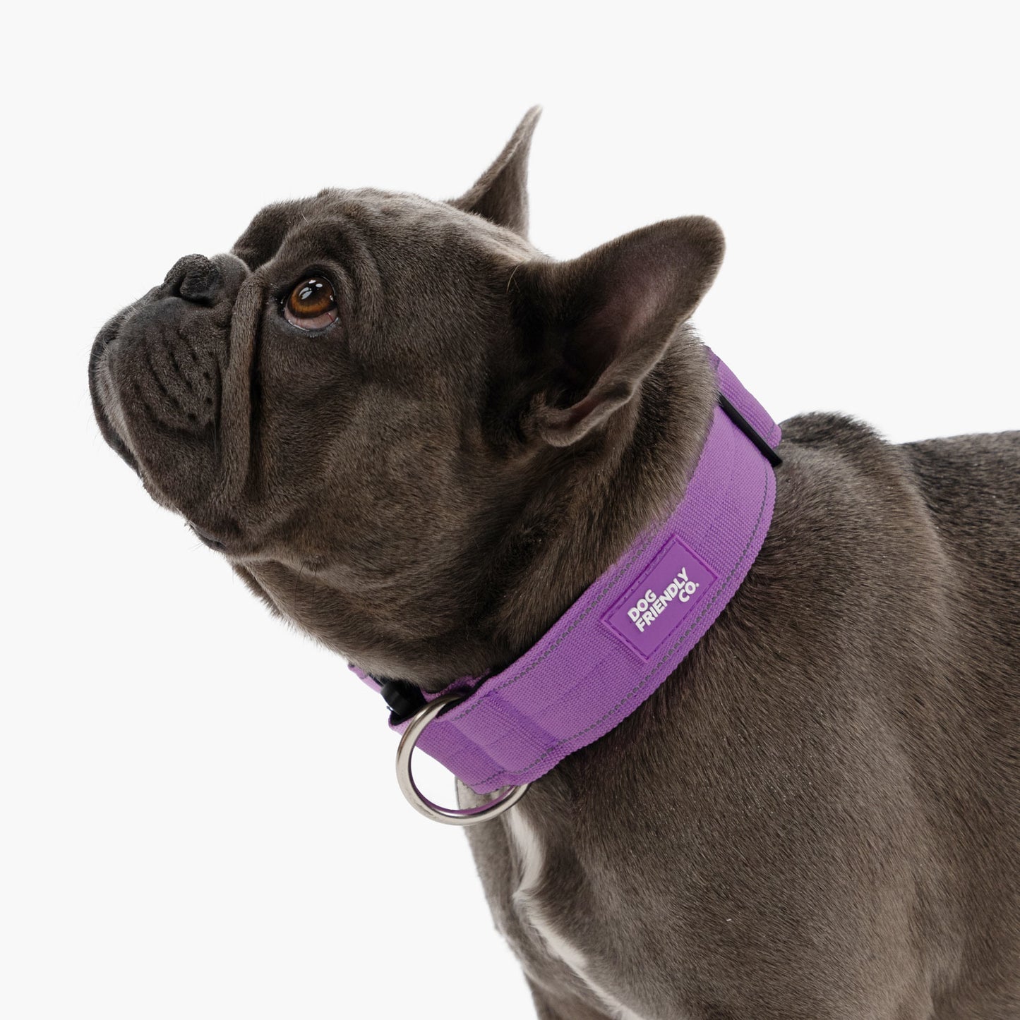 Halsband-Set für Spaziergänge - Lila