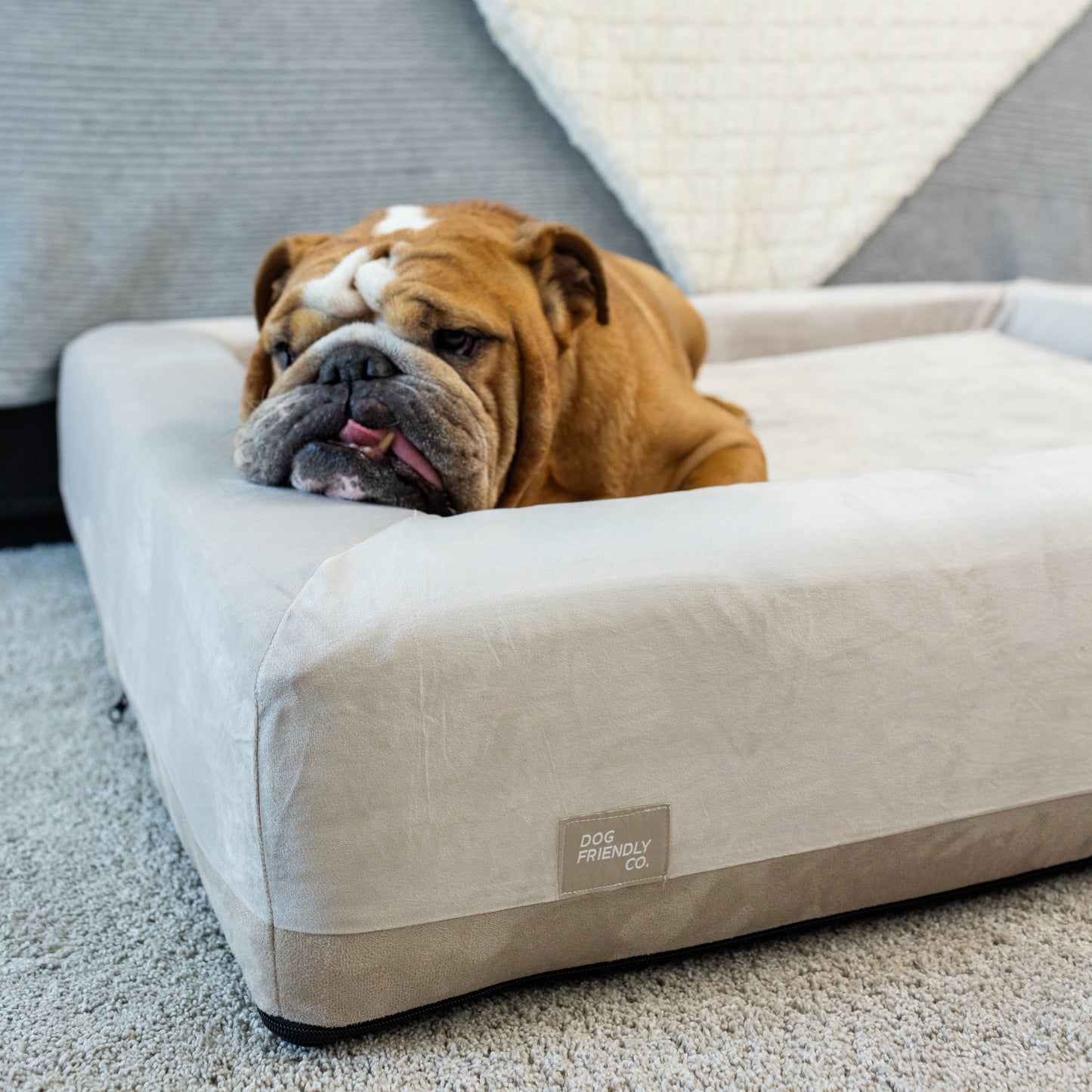 Premium Orthopädisches Memory-Schaum Hundebett - Champagner (Medium)