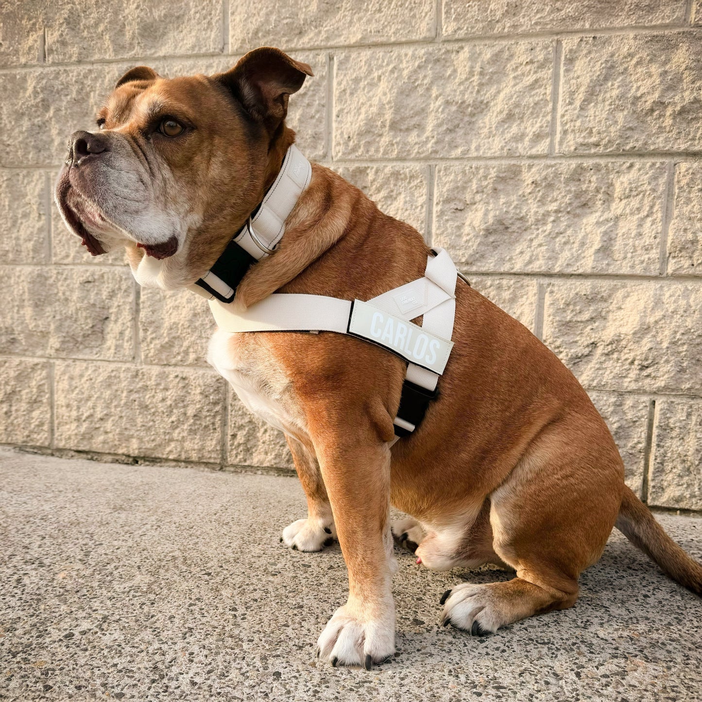 Walk#002 Harness