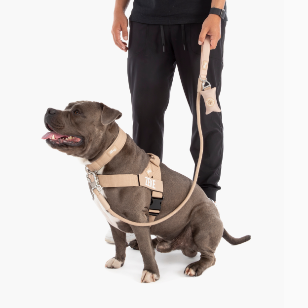 Mastering the Leash: How to Hold It for Safer Walks