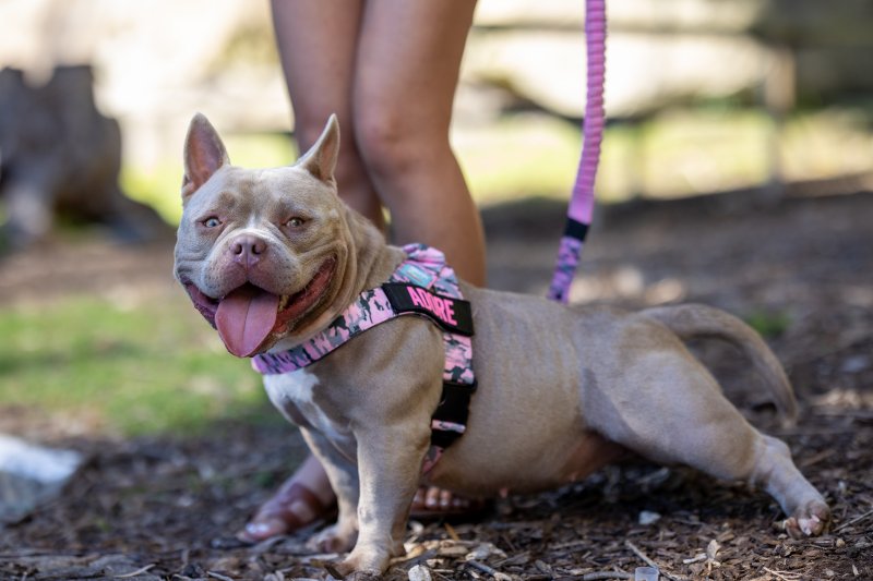 How to put on a dog harness