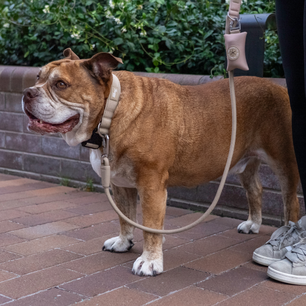 Collar Walk Set - Brown