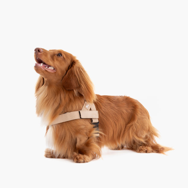 Dog Harness - Brown