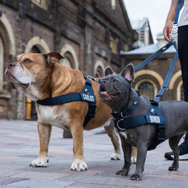 Dog Lovers Pack - Navy Blue