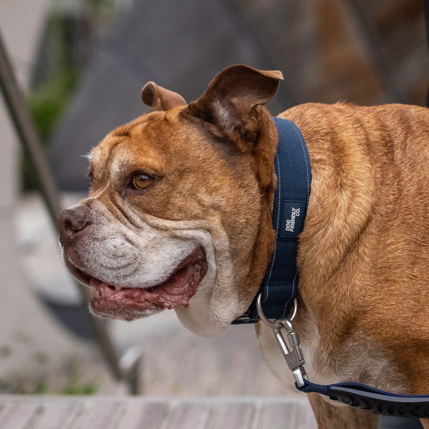 Collar Walk Set - Navy Blue