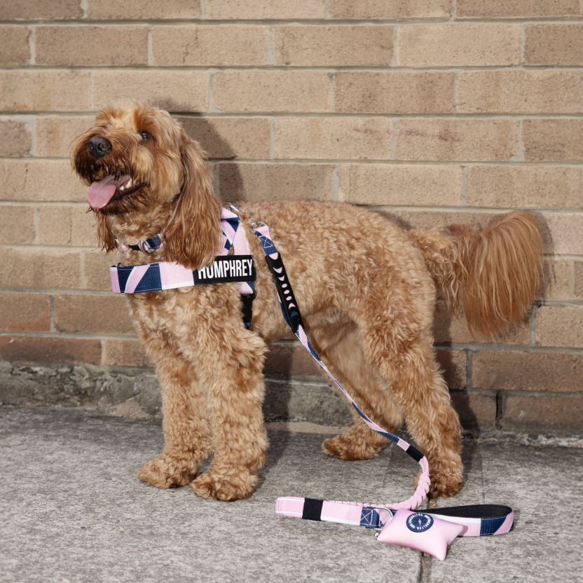 Tactical Dog Collar - Limited Edition Pink