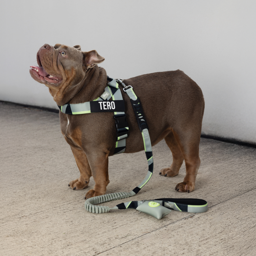 Dog Harness - Limited Edition Green