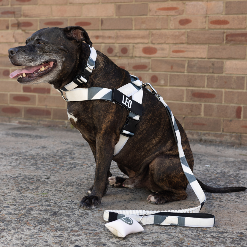 Dog Harness - Limited Edition Beige