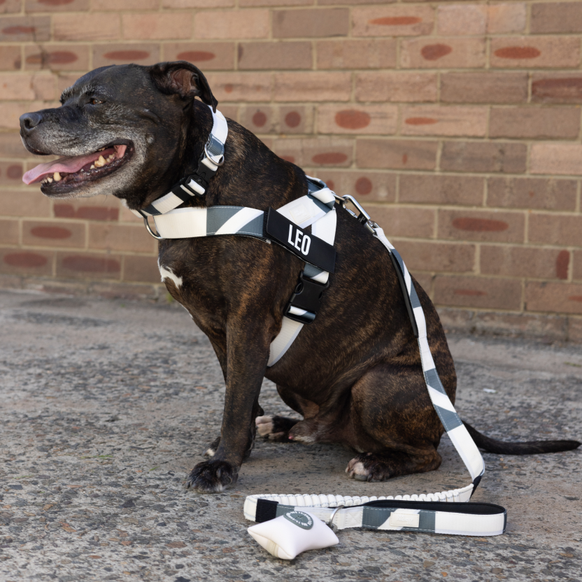 Dog Lovers Pack - Limited Edition Beige