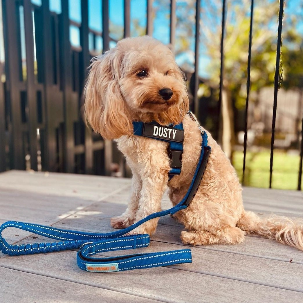 Dog Harness - Classic Blue