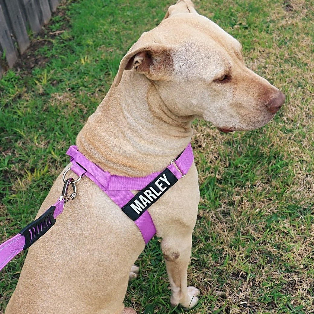 Dog Harness - Purple