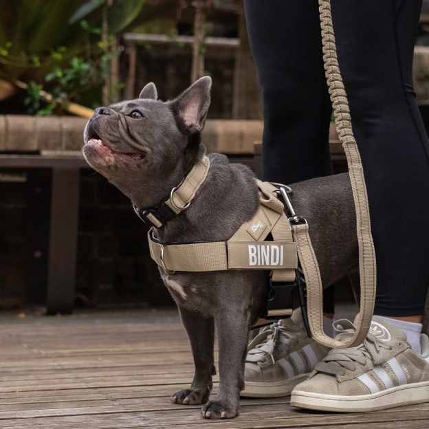 Walk Essentials - Braun