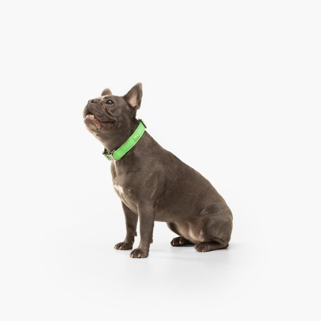 Tactical Dog Collar - Neon Green