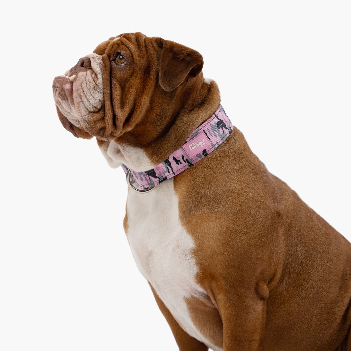 Halsband-Set für Spaziergänge - Rosa Camouflage