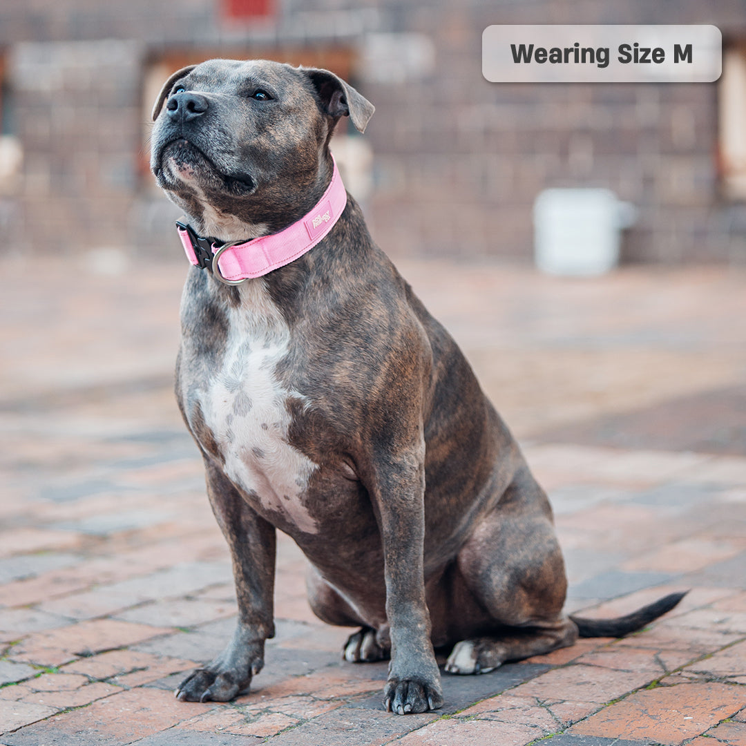 Halsband-Set für Spaziergänge - Rosa