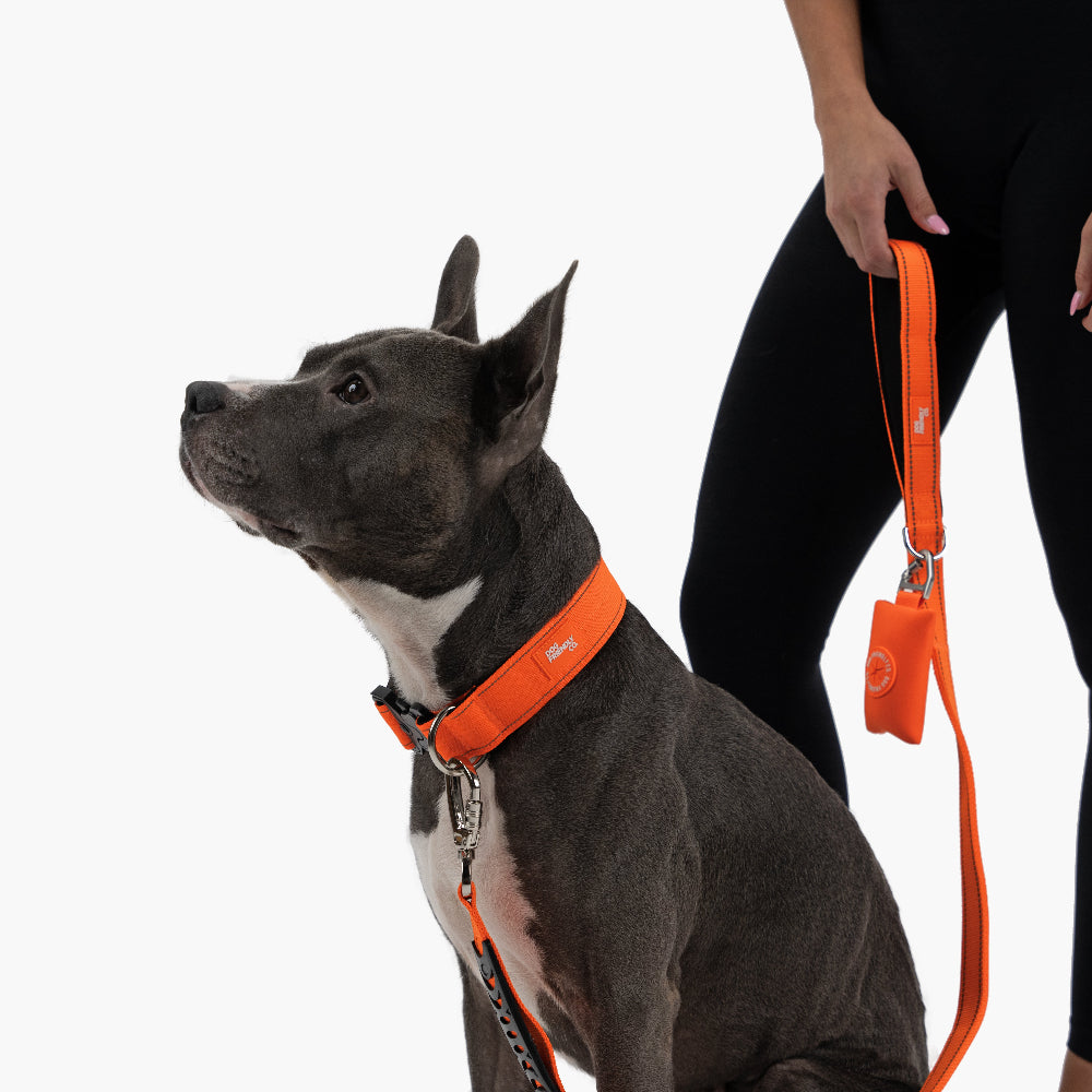 Dog Lovers Pack - Hi-Vis Orange