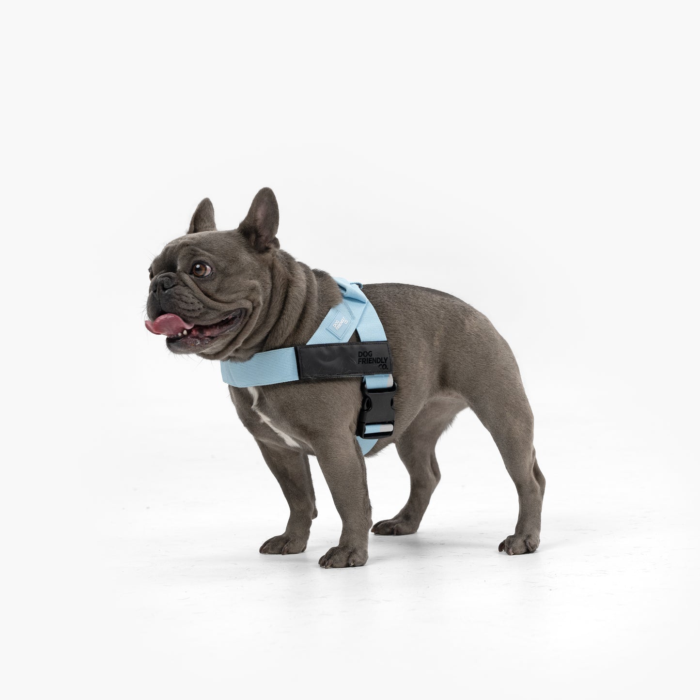 Hundegeschirr - Himmelblau