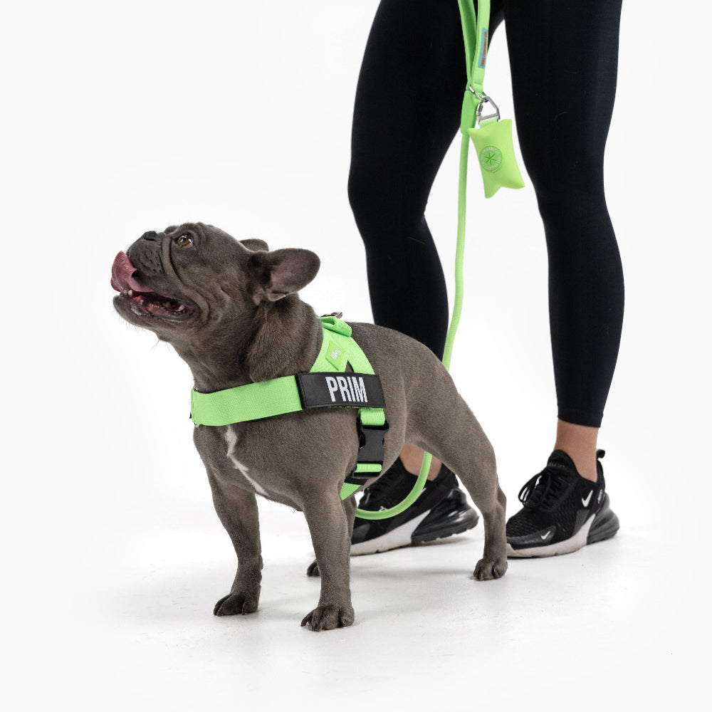 Hundeliebhaber-Paket - Neon Grün