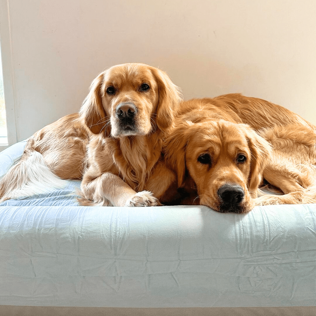 Orthopedic Memory Foam Dog Bed - Sky Blue (Small)