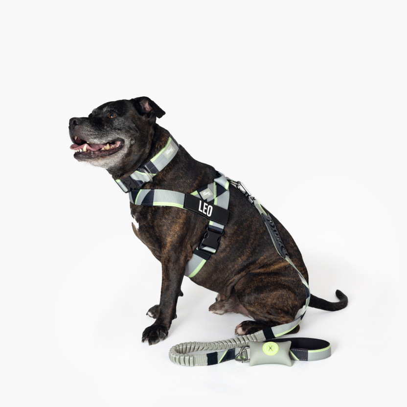 Dog Harness - Limited Edition Green