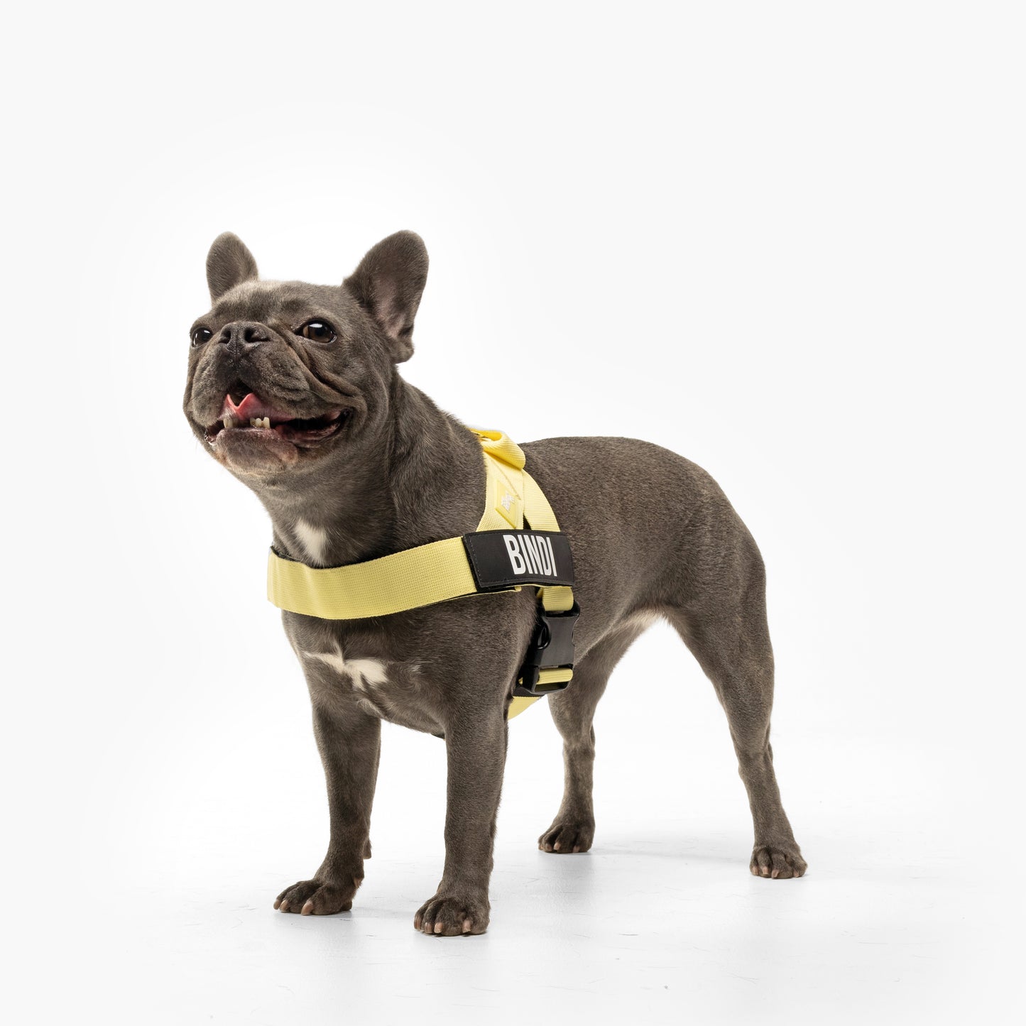 Hundegeschirr - Gelb