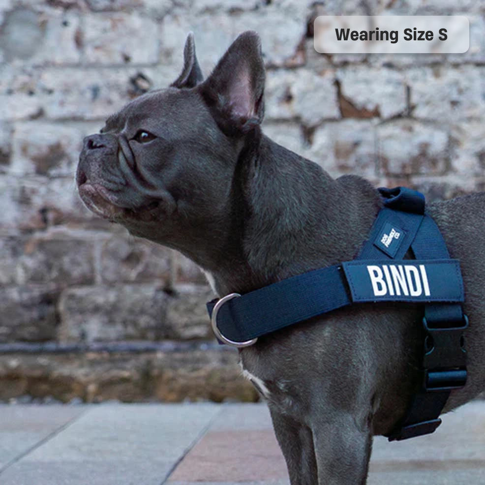 Hundegeschirr - Marineblau