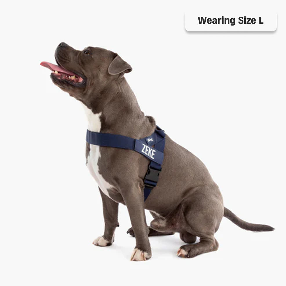 Hundegeschirr - Marineblau