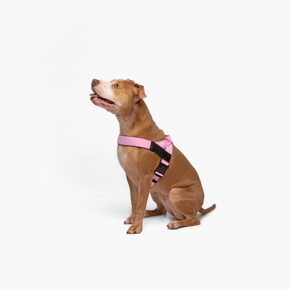 Dog Harness - Pink