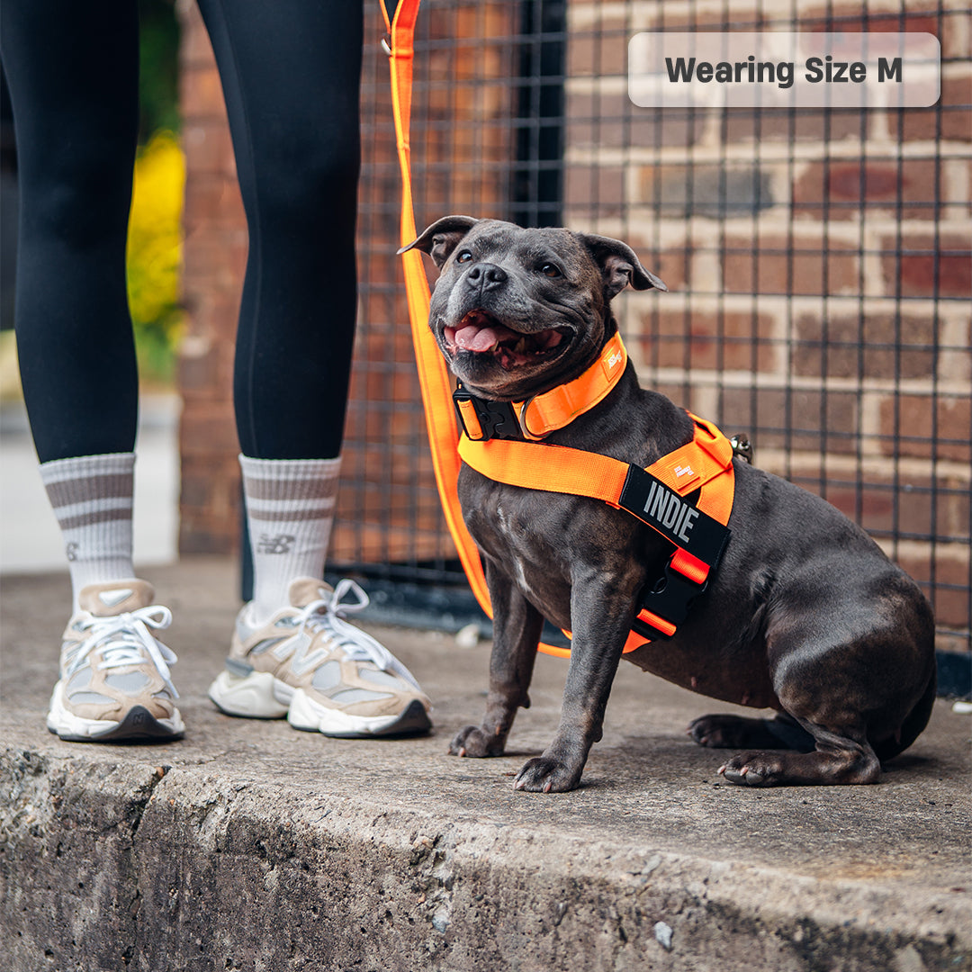 Walk Essentials - Hi-Vis Orange -> Walk Essentials - Signalfarbe Orange