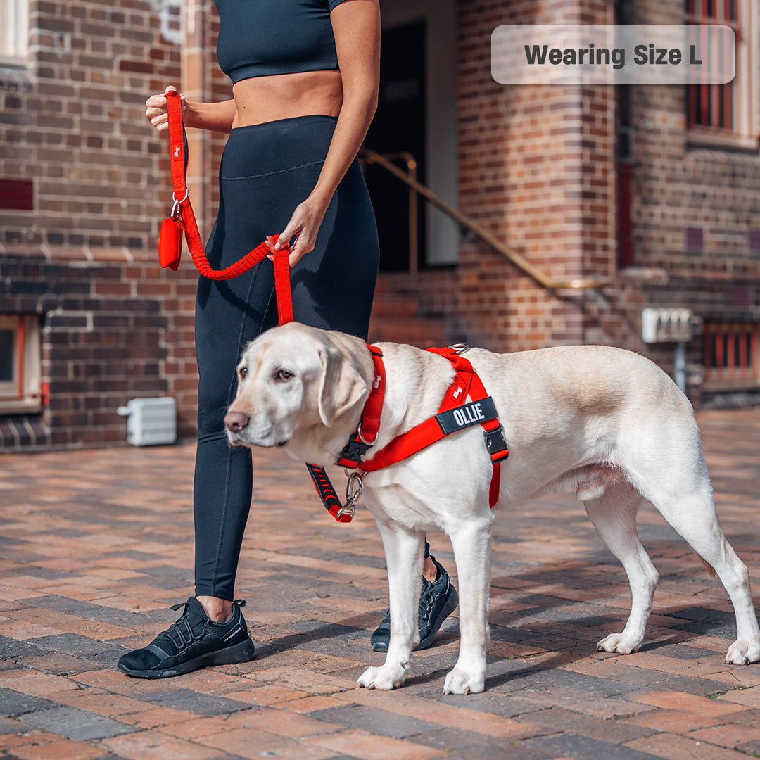 Walk Essentials - Rot