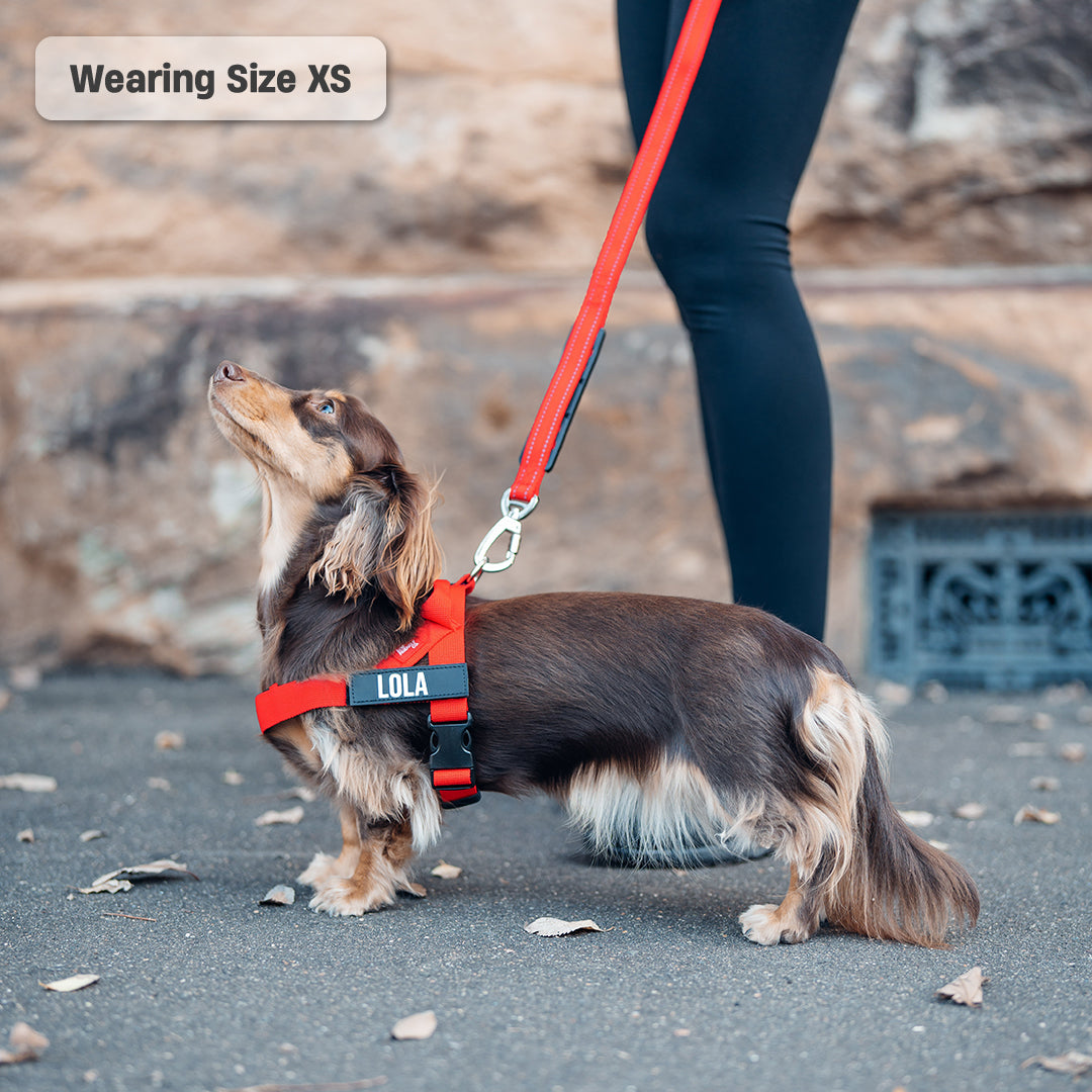 Walk Essentials - Rot