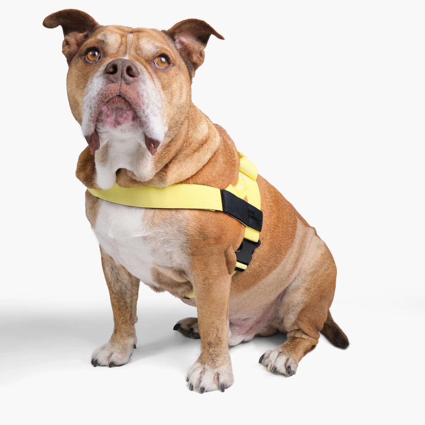 Dog Harness