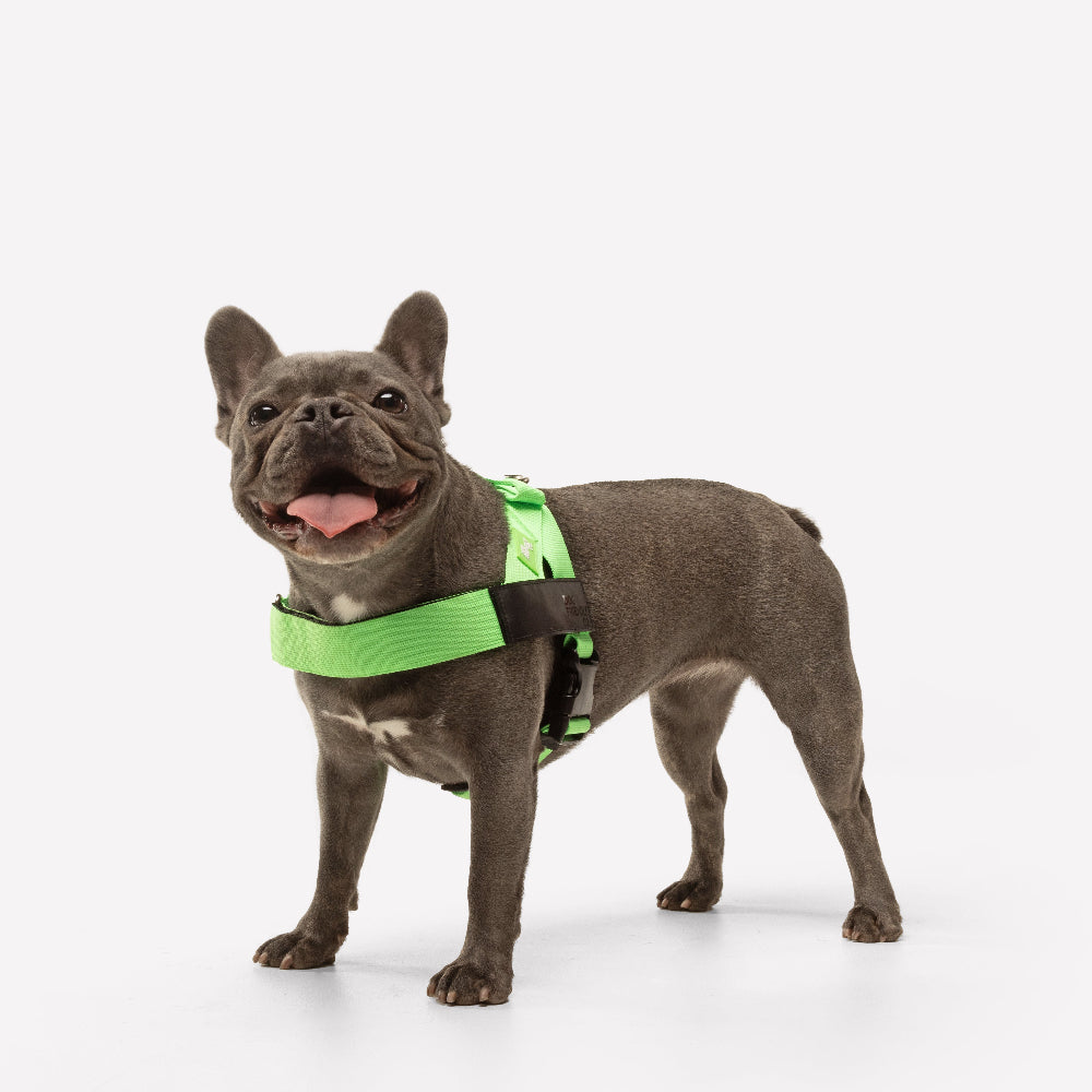 Dog Harness - Neon Green