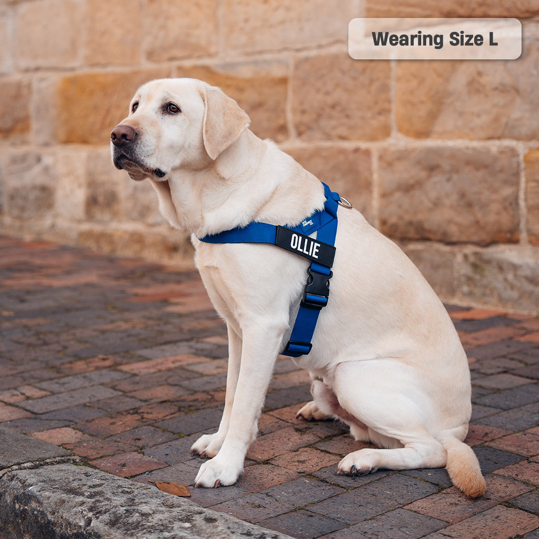 Hundegeschirr - Klassisch Blau