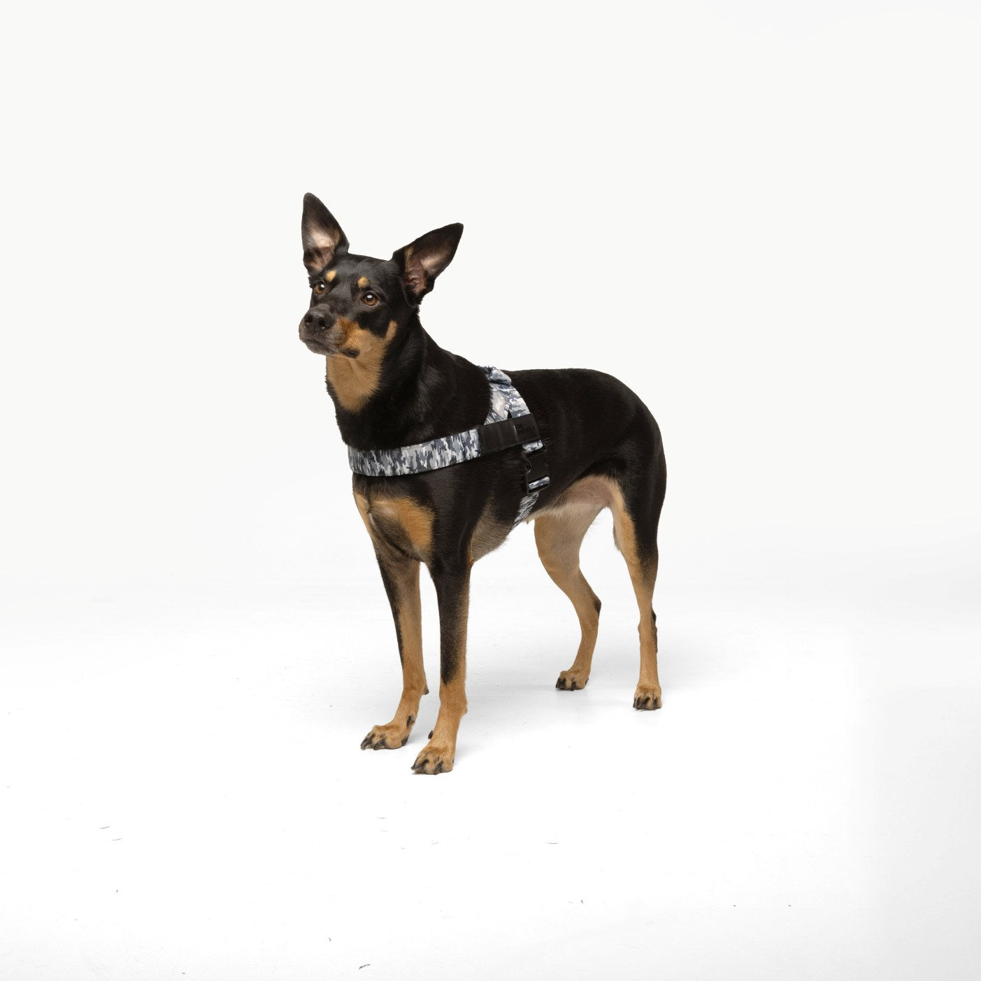 Hundegeschirr - Grauer Tarnmuster