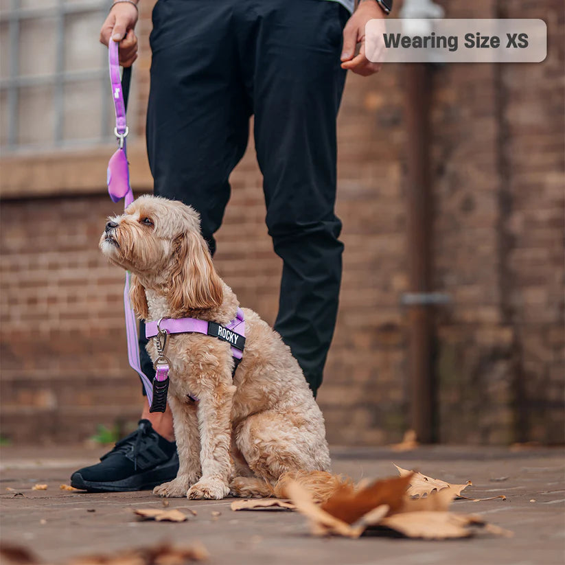 Dog Harness + FREE D-ring